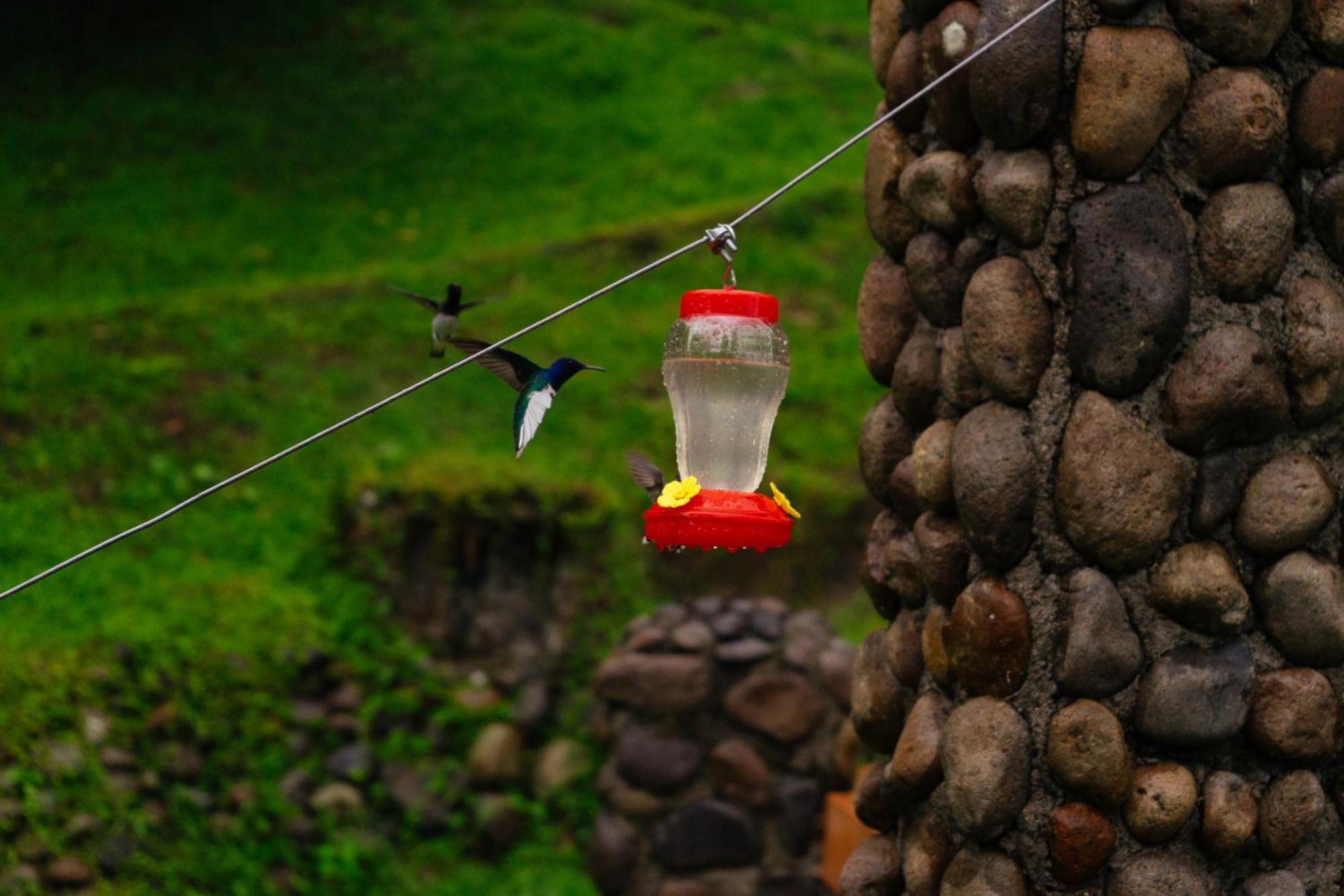 Pura Vista Glamping Hotel El Castillo Exterior foto